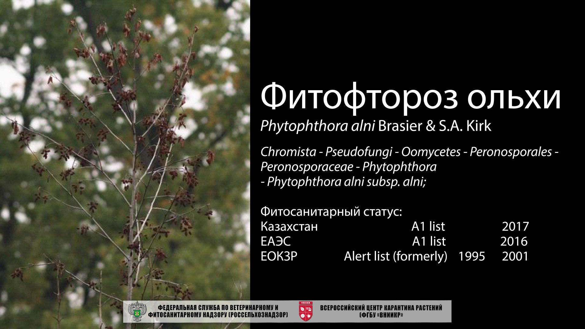 Фитофтороз ольхи (Phytophthora alni Brasier & S.A. Kirk)