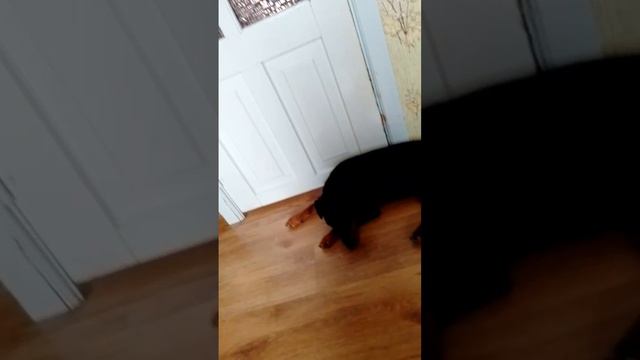 сонное царство
