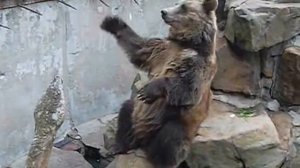 Калининградский зоопарк. Мишка Psy