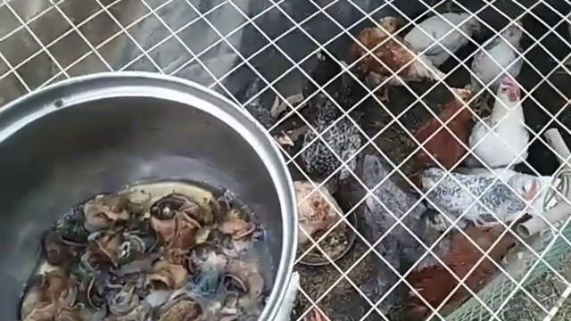 Яйценоскость кур весной ???