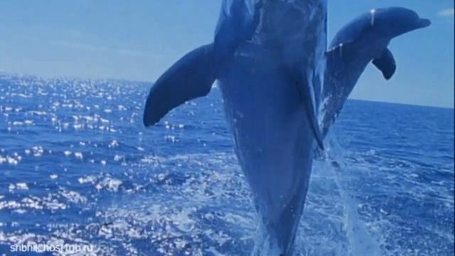 Со Всемирным днем китов и дельфинов Happy World Whale and Dolphin Day