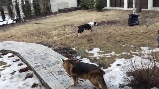 Стремительная и опасная разминка! Т. К. Умыт (Мотя) со своим другом смотреть онлайн