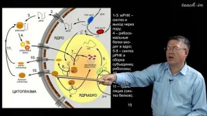 Дубынин В.А. - 100 часов школьной биологии - 2.7. Трансляция, генетический код