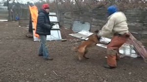 Дрессировка собак. Фигурант. РКФ. Сольник. Бельгийская овчарка. Малинуа