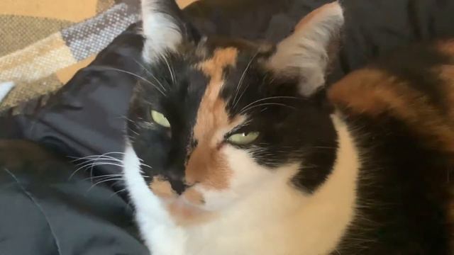 Кошка трёхцветная с круглыми зрачками. Нюшка на подушке. смотреть онлайн