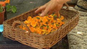 Пряно ароматические растения.  Какие пряные растения растут у нас в саду ?