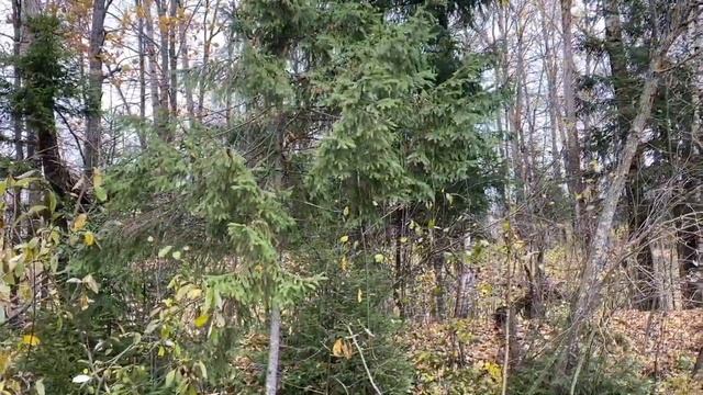 Мексиканская баня хлеще русской смотреть онлайн