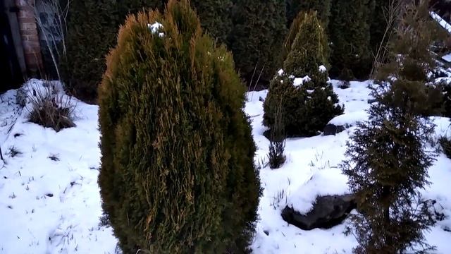 Золоті та Зелені Красуні: Туї Aurea nana, Danica ? Хвойні Рослини для Дому та Саду смотреть онлайн