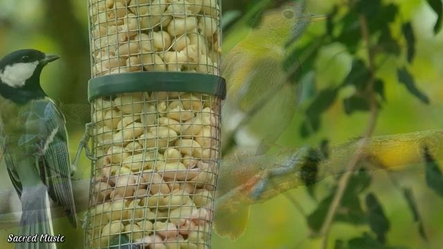 Музыка лечит сердце и сосуды?релаксация лечит стресс, тревогу и депрессию, лечит разум! смотреть онлайн