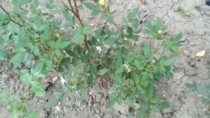 Роза Беби Маскарад и ее черенки.