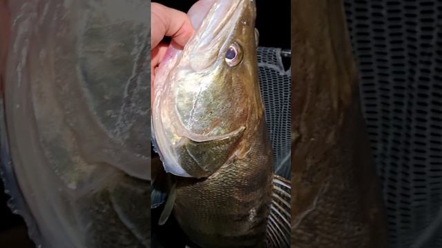 Рыбалка в Самаре. Судак 10+