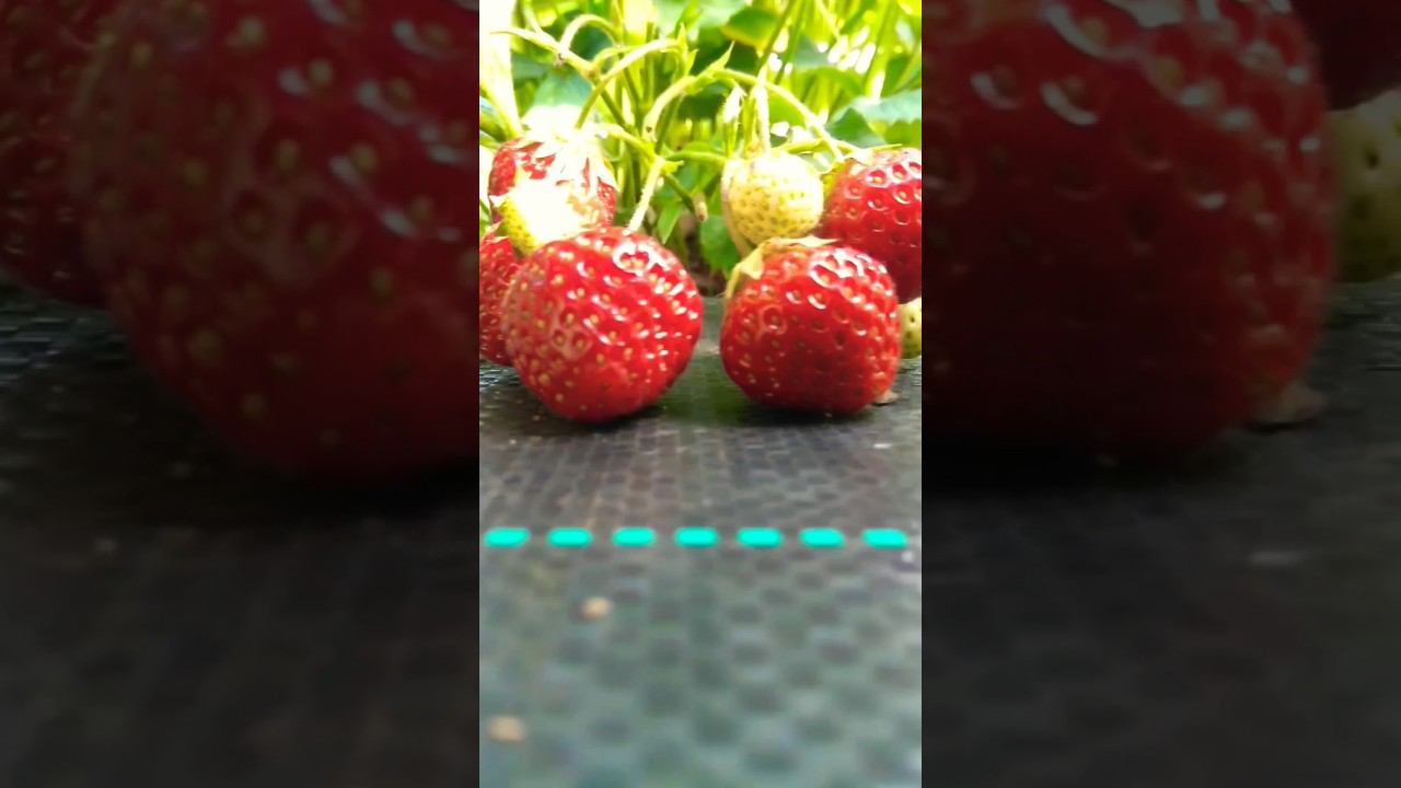 Ну какова красотка!