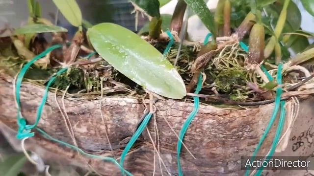 Мои Миниатюрные Орхидеи?