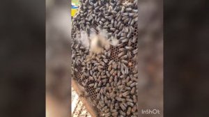 Годовой цикл пчелосемьи. Развитие на 2.05.2021. Часть 3. Пчелы Бакфаст