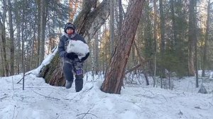 Отличная рыбалка на дальнем берегу. Живу в лесной избушке.