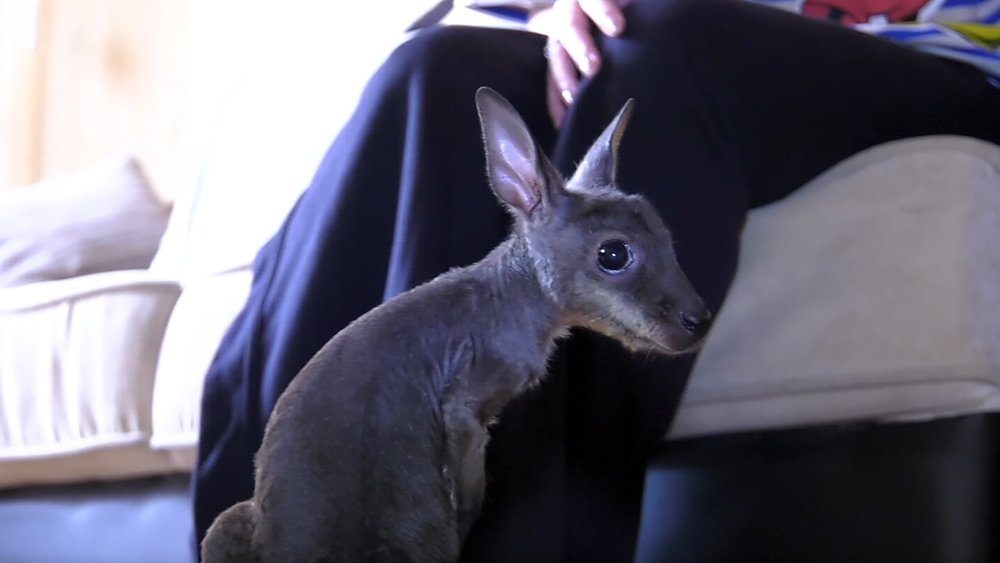 В Сочи спасли жизнь детенышу мини-кенгуру / События на ТВЦ