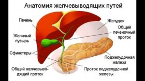 Как жить без желчного пузыря?
