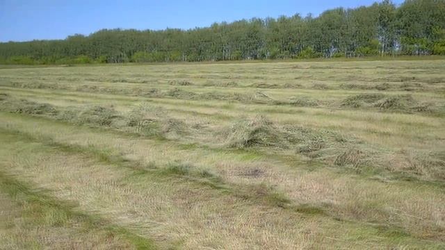 КУПИЛИ НОВЫЕ ГРАБЛИ, но... От старых избавляться не спешим. смотреть онлайн