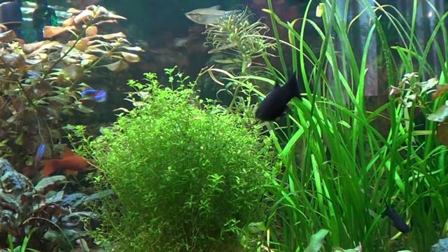 И снова МАКРО удобрения смотреть онлайн