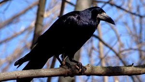 Весна,грачи прилетели.Интересные факты про грачей