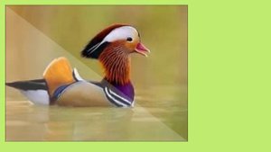 Cамые красивые животные