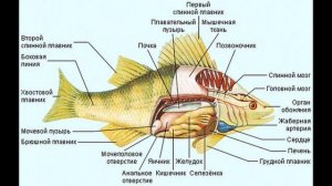 Загальна характеристика класу Кісткові риби