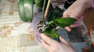 ? ?БАКТЕРИАЛЬНАЯ ПЯТНИСТОСТЬ НА ОРХИДЕЯХ. ЛЕЧЕНИЕ