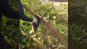 Как спилить взрослое дерево под корень за 7 минут.#спилдеревьев #tagetes