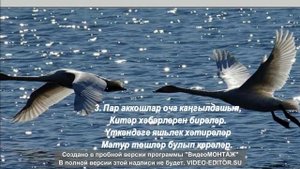Пар аккошлар (Лебединая пара)