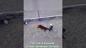 Постой в конном клубе Зелёный Остров
