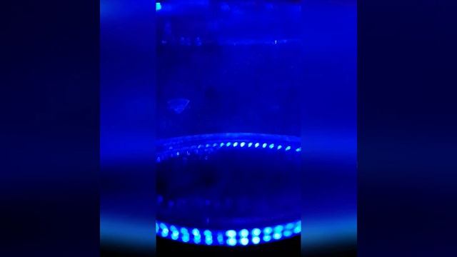 Кипячение обычного чайника