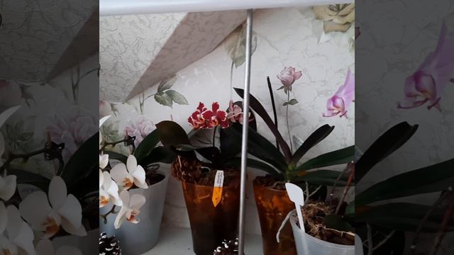 Мой зеленый цветущий уголок в комнате поднимающий настроение! смотреть онлайн