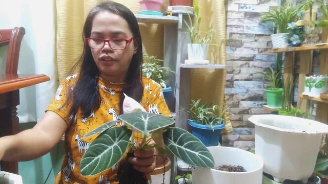 HOW TO PROPAGATE AND REPOTTING OF ALOCASIA BLACK VELVET смотреть онлайн