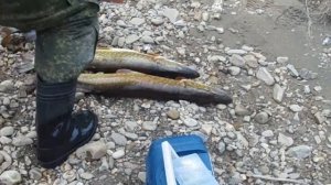рыбалка на реке вишера п Вёлс итоги двух часовой рыбалки