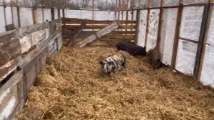 Содержание свиней по канадской технологии или ленивое содержание свиней по украинской технологии.