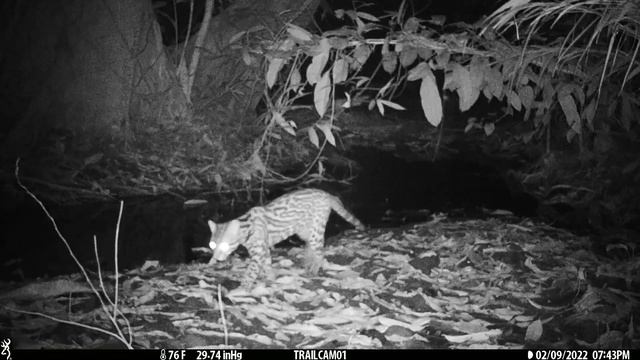 Ocelot captured on a camera trap in Drake Bay, Costa Rica – February 9, 2022 смотреть онлайн