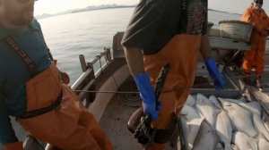 Hauling Halibut Longline Sets - Small Boat Fishing in Alaska