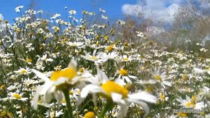 Красота ПРИРОДЫ - #Цветы #РОМАШКИ Ромашковое Поле Пение Птиц Живая #ПРИРОДА