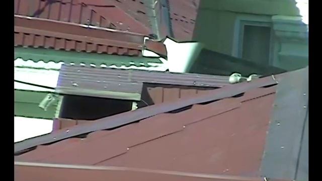 Енот на крыше. смотреть онлайн