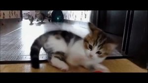 Забавные Котята. ПРО КОТЯТ. МИЛОТА ЗАШКАЛИВАЕТ! /Video about the kittens. Compilation