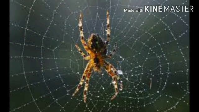 Lesson -COBWEBS Class-VII смотреть онлайн