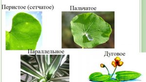 Органы цветковых растений