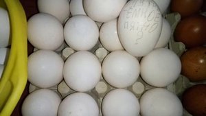 Вес яйца леггорнов на инкубацию. Проверяем оплод.