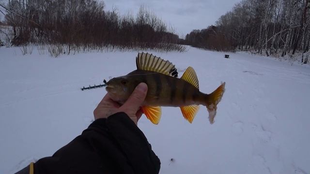 БЕШЕННЫЙ КЛЁВ ЩУКИ. РЫБАЛКА НА ЖЕРЛИЦЫ. Поставили жерлицы на озере.Первый лёд 2021-2022 смотреть онлайн