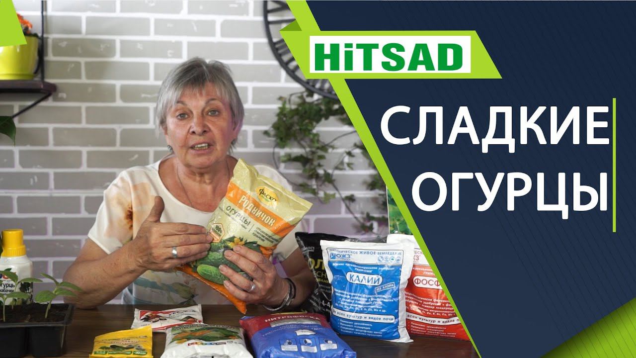 Как вырастить сладкие огурцы  Лучшая подкормка огурцов