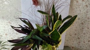 Сансевиерия и компания. Комнатная композиция из Рео, Осоки, Вербейника и Сансевиерии.