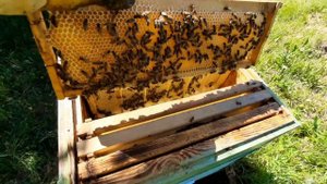 4 июня 2021 года пчелы начали печатать мед.