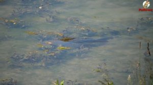 Как ловить на убийцу карася.Какая лутшая оснастка для карася.