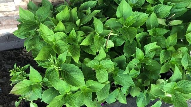 Ремонт Зимнего Сада ??? Идеи для веранды ??♀️ смотреть онлайн