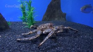 Приморский океанариум, остров Русский. Обзор экспозиций + водное шоу. Oceanarium, dolphinarium.